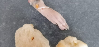 超市面包惊现老鼠脚，半个新西兰炸锅：如今来源找到了！