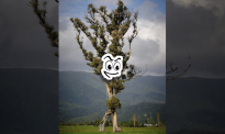 等你来投票！六棵树入围2024新西兰年度树木评选决赛