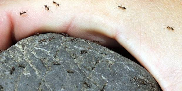 冬雨季节蚂蚁入侵房屋备受困扰 专家教您治蚁小妙招 新西兰先驱报中文网