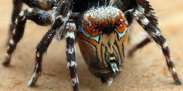 读新闻学英语 颜值当道 在澳洲新发现的这三种蜘蛛 有自己的官方名字了 新西兰中文先驱网