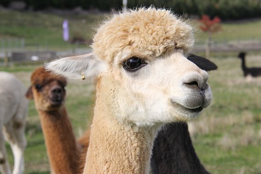 可爱的草泥马新西兰羊驼alpaca